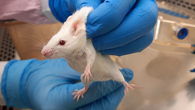 Vědci lék testovali na laboratorních myších.