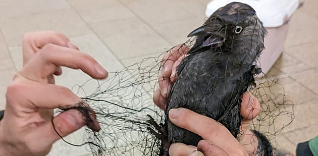 Pták se stal hitem na sociálních sítích. Důležité pro jeho záchranu bylo to,...