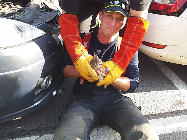 Kotě se uvelebilo v motoru auta, hasiči jej během chvilky vyprostili