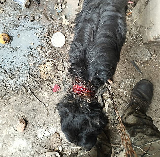 Zubožený pes měl obojek ze řetězu zarostlý do krku, případ řeší policie