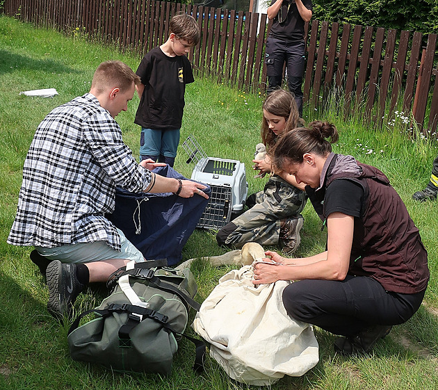 Labuťák se postavil vlaku, aby ochránil svoji rodinu. Přišel o křídlo