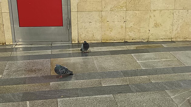 <p>Zvýšený výskyt holubů v metru.Je zde dostatek potravy.</p>