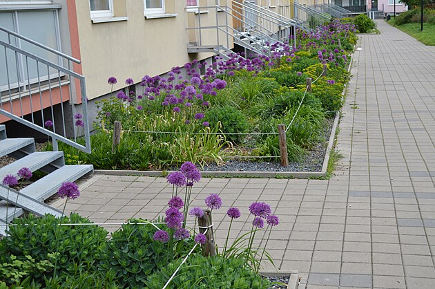 <p>Za zadní stranou paneláků v Tupolevově ulici kraluje „loučka“ květů sytě purpurových česneků (Purple sensation). A tak by se tato strana mohla jmenovat Česneková.</p>