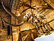 Největší pozornosti se v Přírodopisném muzeu těší fosilie a kostry vyhynulých...