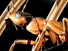 Mravenec v nadivotní velikosti v podání Michala Oliaka