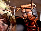 Mravenec v nadivotní velikosti v podání Michala Oliaka