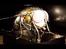Svt hmyzu v nadivotní velikosti vystavují ve Valticích