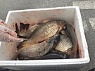 Veterinrn sprva zajistila i tucet kapr.