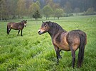Divocí kon se zabydlují v nové rezervaci u Lipna nad Vltavou, která vznikla v...
