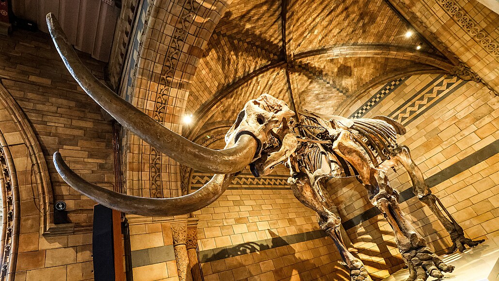 Nejvtí pozornosti se v Pírodopisném muzeu tí fosilie a kostry vyhynulých...