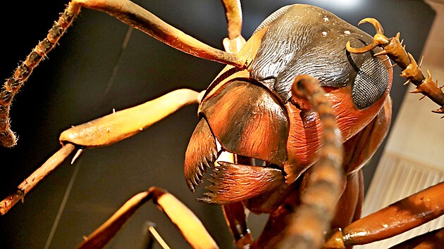 Mravenec v nadživotní velikosti v podání Michala Olšiaka