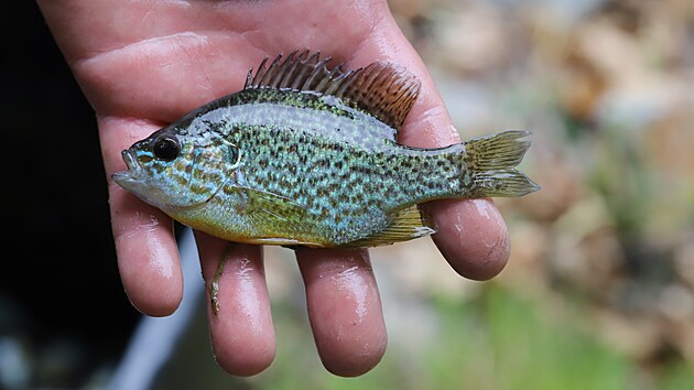 Hojně se vyskytující invazní ryba slunečnice pestrá, kterou chytili v rybníce Vizír na Třeboňsku.