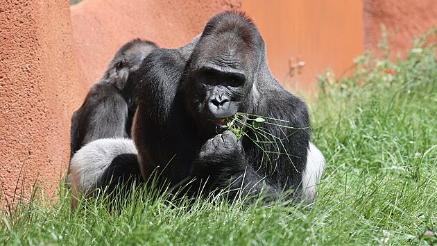 Kisumu pijel do Zoo Praha loni v z. Do venkovnho vbhu Rezervace Dja tak vstoupil tento tden vbec poprv, stejn jako samika Duni.