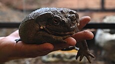 Devt nových terárií mají chovatelé u východu z olomoucké zoologické zahrady na...