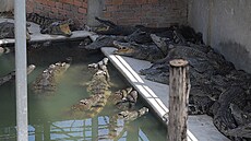 Výbh krokodýl na soukromé farm ve mst Siem Reap, kde mezi plazy spadl...