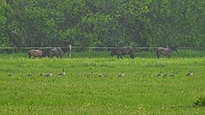 Ornitologové na zahnízdění hus velkých na Josefovských loukách čekali několik...