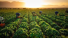 Bu�te na ja�e fit