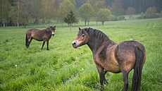 Divocí kon se zabydlují v nové rezervaci u Lipna nad Vltavou, která vznikla v...