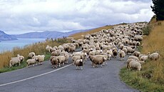 Stádo ovcí na Novém Zélandu na snímku z roku 2009