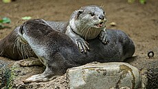 Praská ZOO získala samici vydry hladkosrsté. Se samcem si padla do oka. (19....