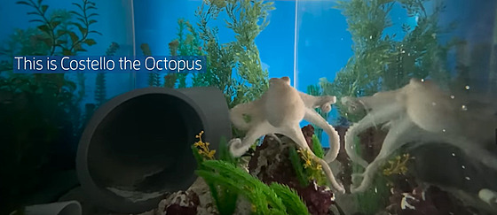 Toto je Costello. Chobotnice Octopus insularis, která vetkla vědcům do hlavy...