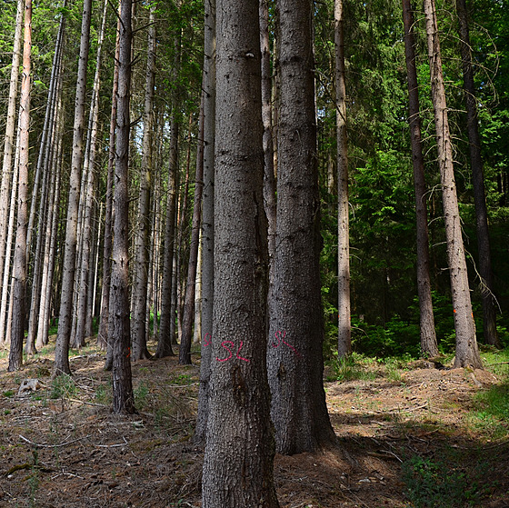 Napadené stromy obvykle revírník oznaí ervenou barvou.