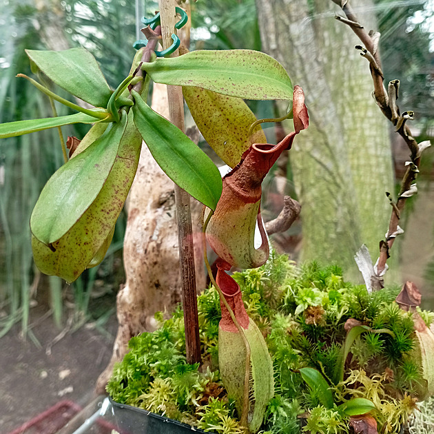 Vědci objevili novou masožravku, lidé v Olomouci ji uvidí jako první na světě