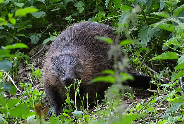 Bobr evropský doplaval do Moravského krasu. Turisté ho vak nejspí neuvidí,...