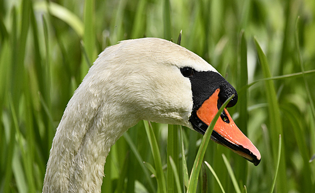 Třináctiletý mladík fotí zvířata jako profesionál, na dobrý záběr čeká i hodiny