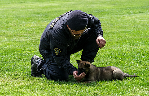 Najde cokoliv a kdekoliv. Policejní pes se na rozdíl od lidí nemýlí, říká kynolog