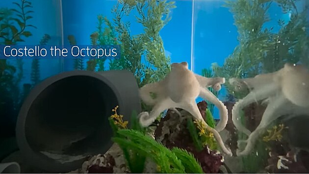 Toto je Costello. Chobotnice Octopus insularis, která vetkla vědcům do hlavy otázku: mohou mít chobotnice noční můry?