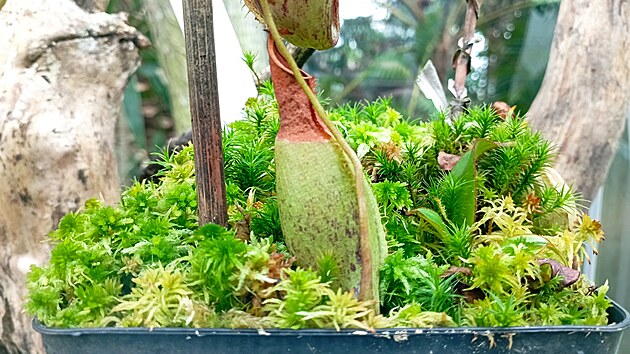 Vůbec poprvé může veřejnost na vlastní oči spatřit nově objevený druh masožravé rostliny láčkovky stydlivé. Na Borneu ji objevili vědci z olomoucké Univerzity Palackého. Teď je k vidění na výstavě  Živé pasti 2023 ve sbírkových sklenících Flory Olomouc.
