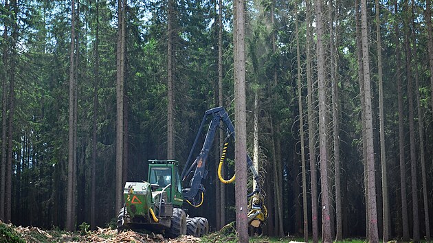 Napaden� stromy lesn�ci p�edem ozna�ili. ��elem harvestoru je pok�cen� a zpracov�n� strom�. 