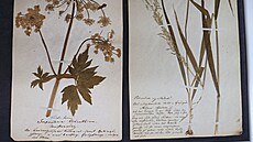 Ukázka z herbářské sbírky