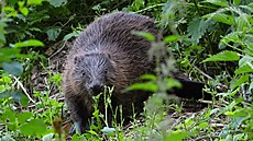 Bobr evropský doplaval do Moravského krasu. Turisté ho vak nejspí neuvidí,...