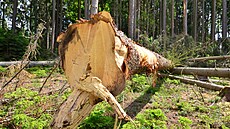 Lapák, který zaznamenal nálet teprve nedávno. Lesníci v n�m u� stihli...