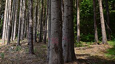 Napadené stromy obvykle revírník oznaí ervenou barvou.