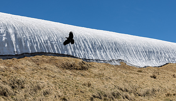 Krkavec, který se přátelí s turisty v Krkonoších, poletuje nad zbytky sněhu...