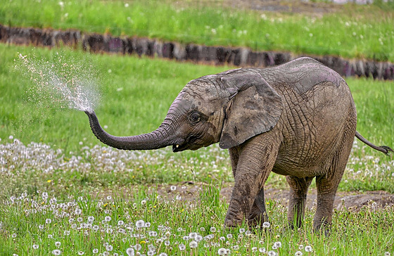 Sloní sameček Zyqarri slaví druhé narozeniny. (květen 2023)