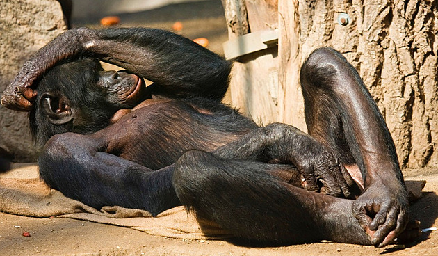 Masturbace není náhoda. Má svůj přínos, naznačuje ho studie