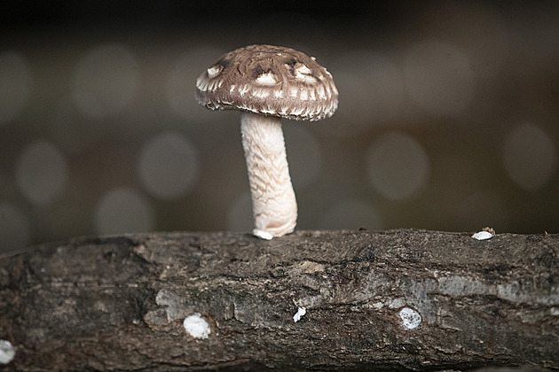 Shiitake, houba samurajů. Kousek za Prahou se rodí superpotravina budoucnosti