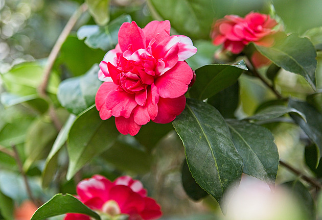 To on dal jméno kaméliím. Jezuitský botanik z Brna léčil na Filipínách
