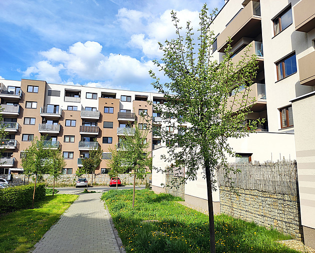 Opižlané stromy přežily první rok, intenzivní péče ale musí pokračovat