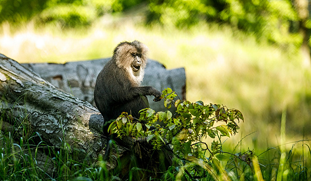 Ostravská zoo odstranila část starých železných klecí u pavilonu opic