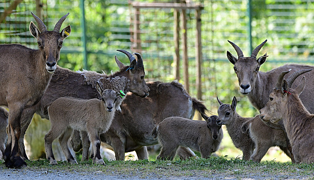 V olomoucké zoo se narodilo pět kozorožců, ve volné přírodě jich žije jen 500