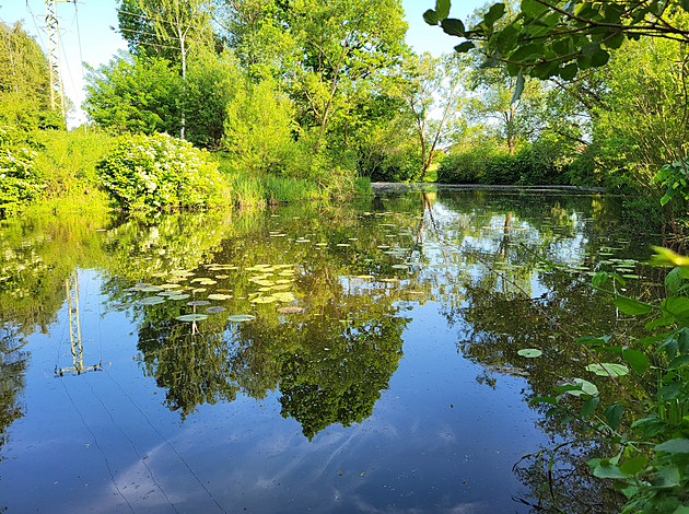 Unikátní vodní rostlinu ohrožují splašky, v podezření jsou chataři
