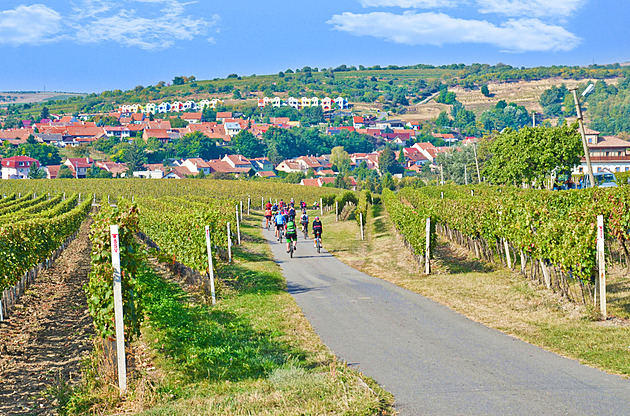 Raději naše než cizí. Lidé považují Česko za vinařskou zemi, zjistil průzkum