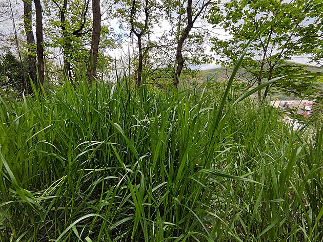 Fotografie po��zen� smartphonem Poco F5 Pro