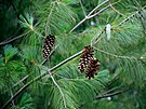 Borovice vejmutovka (Pinus strobus) je jehli�natý strom pocházející z východní...