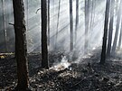 Poár lesa v CHKO Kokoínsko (31. 5. 2023)